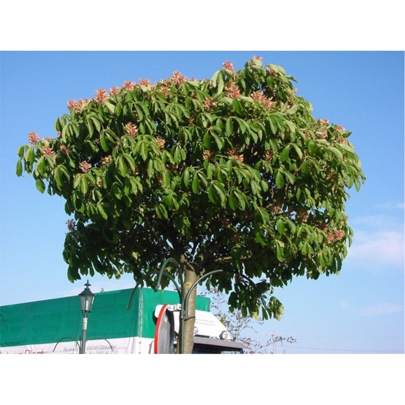 Paviahästkastanj – Aesculus pavia discolor - C20 8/10 180 CM Stem